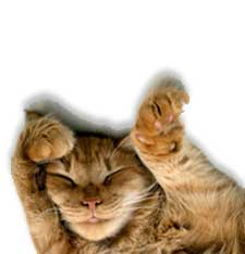 cat image