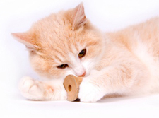 kitten playing