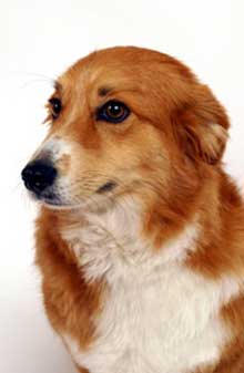 corgi