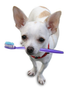 dog with toothbrush