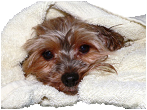bathing dogs